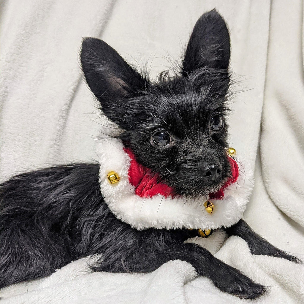 Pet Scrunchy | Santa (Red, M) | Festive Christmas/Holiday Neckwear for Dogs/Cats | Fun Stretchable Costume Accessory | Soft Collar with Bells