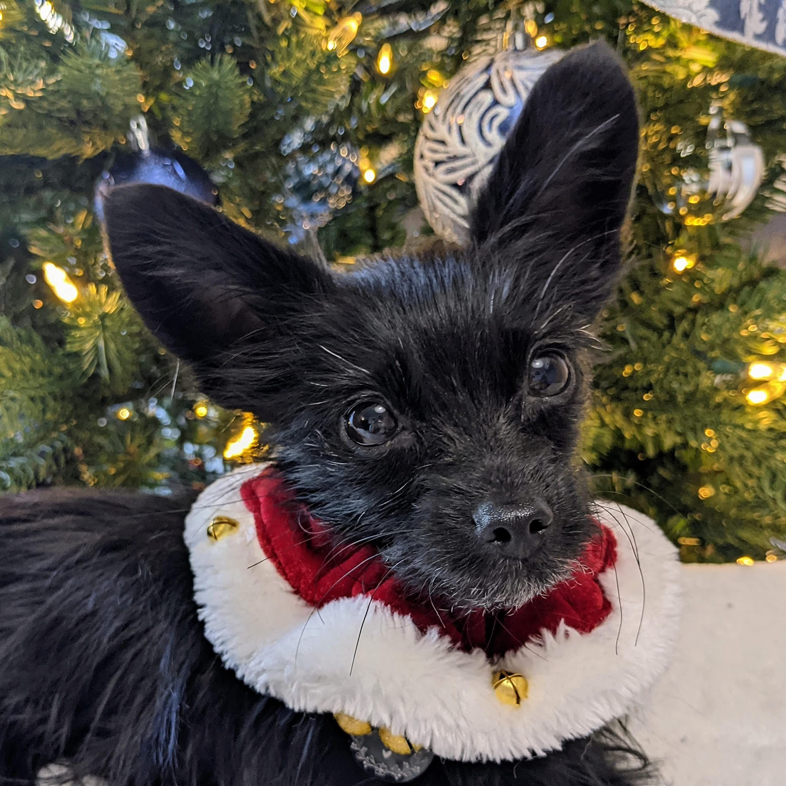 Pet Scrunchy | Santa (Red, M) | Festive Christmas/Holiday Neckwear for Dogs/Cats | Fun Stretchable Costume Accessory | Soft Collar with Bells